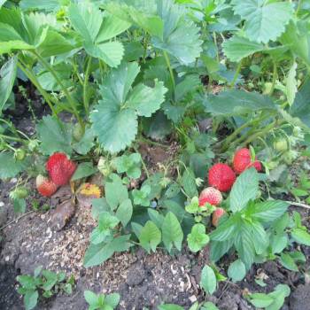 Продается Участок, 500 м²