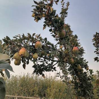 Продается Дом, 60 м²