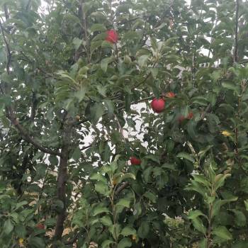 Продается Дом, 60 м²