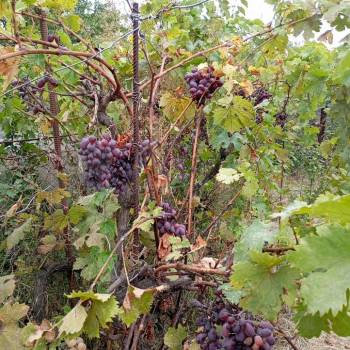 Продается Дом, 30 м²