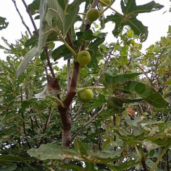 Продается Дом, 30 м²