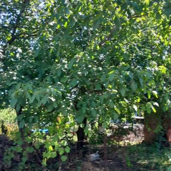 Продается Участок, 600 м²