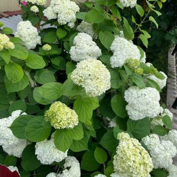 Продается Дом, 32 м²