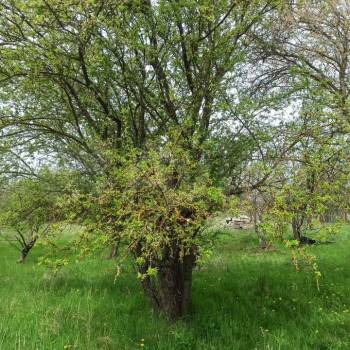 Продается Участок, 600 м²