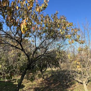 Продается Участок, 530 м²