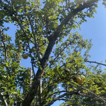 Продается Участок, 419 м²