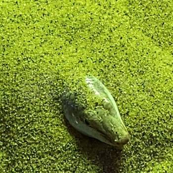 Продается Участок, 600 м²