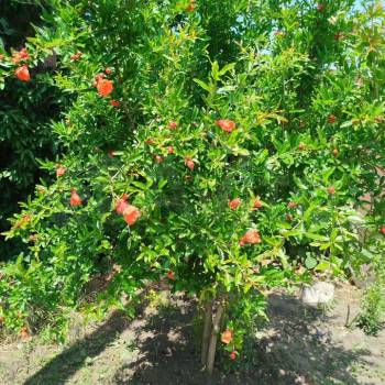 Продается Дом, 486 м²