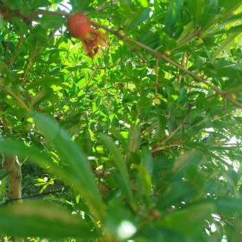 Продается Дом, 486 м²