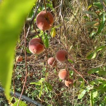 Продается Участок, 800 м²