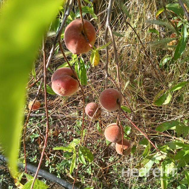 Продаю участок, СТ Кубанская Нива, Край и Адыгея (ул. Черешневая)