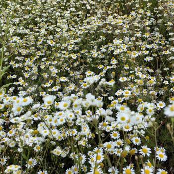 Продается Участок, 700 м²