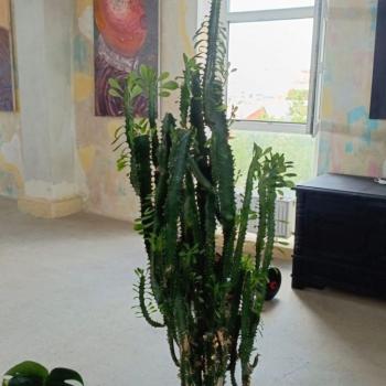 Сдается Нежилое помещение, 270 м²