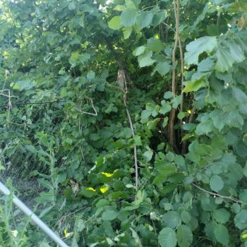 Продается Участок, 495 м²