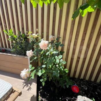 Сдается Дом, 235 м²