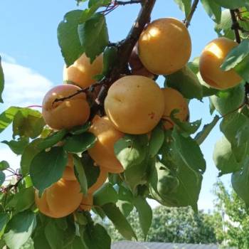 Продается Участок, 720 м²