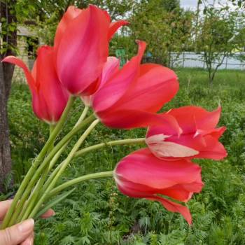 Продается Участок, 600 м²