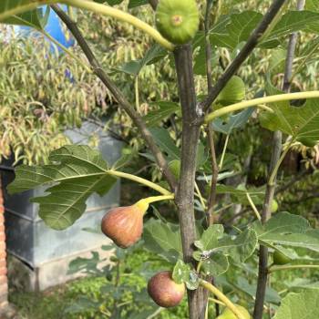 Продается Дом, 35,8 м²