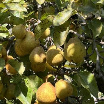 Продается Дом, 35,8 м²