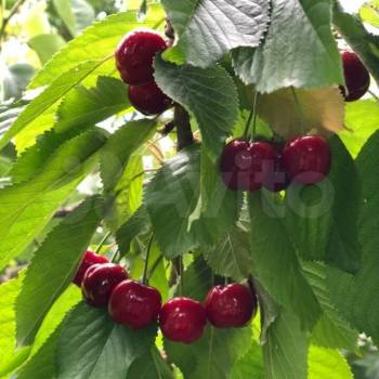 Продается Дом, 20 м²