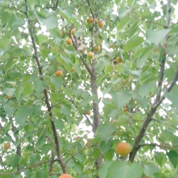 Продается Участок, 2200 м²