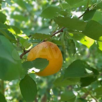 Продается Дом, 45 м²