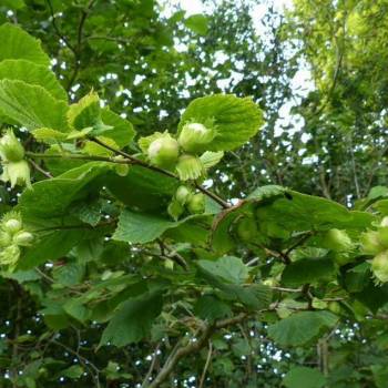 Продается Участок, 600 м²