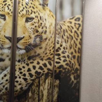 Сдается 1-комнатная квартира, 50 м²