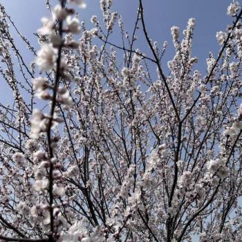 Продается Участок, 800 м²