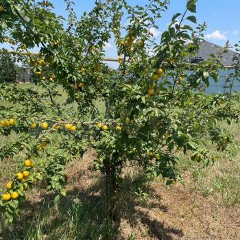 Продается Участок, 1000 м²