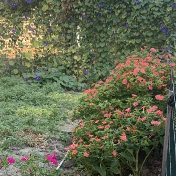 Сдается Дом, 50 м²