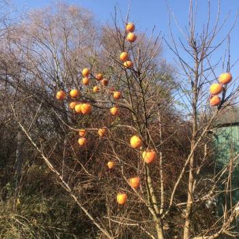 Продается Участок, 400 м²