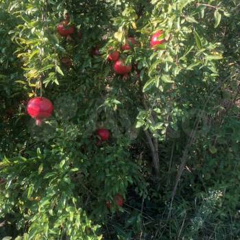 Продается Участок, 400 м²