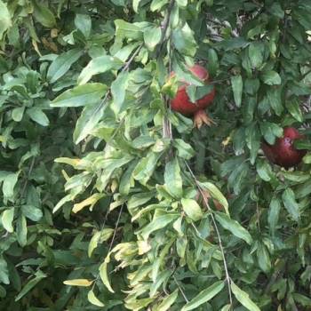 Продается Участок, 400 м²