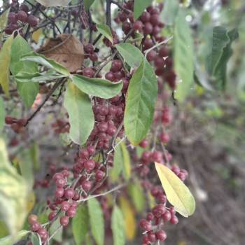 Продается Дом, 80 м²