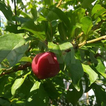 Продается Дом, 63 м²