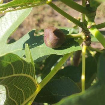 Продается Участок, 730 м²