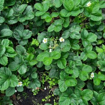 Продается Участок, 810 м²