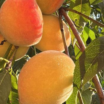 Продается Дом, 145 м²