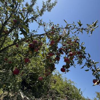 Продается Участок, 600 м²