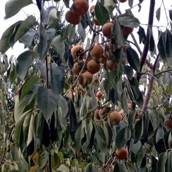 Продается Дом, 20 м²