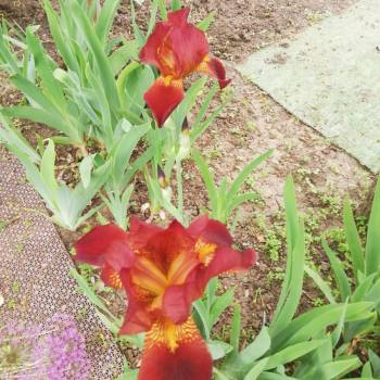 Сдается Дом, 30 м²