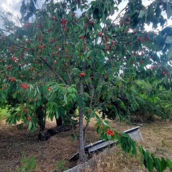 Продается Дом, 30 м²