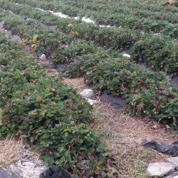 Продается Участок, 870 м²