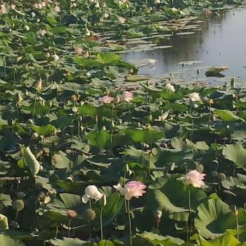 Продается Участок, 500 м²