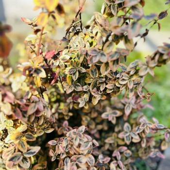 Продается Дом, 45 м²