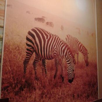 Сдается Комната, 16 м²