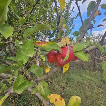 Продается Участок, 710 м²