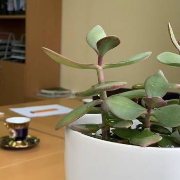 Сдается Офис, 40 м²