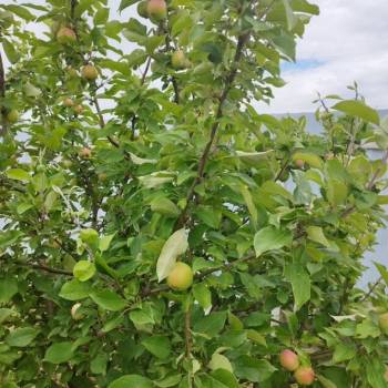 Продается Участок, 400 м²